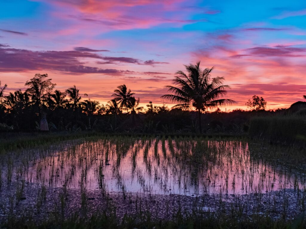 rice field in hoi an